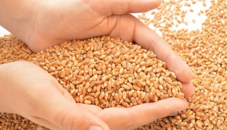 Прибрана е 30 процента от реколтата Прибрана е 30 процента от реколтата