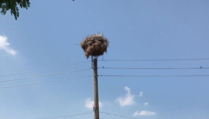 Сигналът за бедстващите птици е подаден от кмета на село Белица