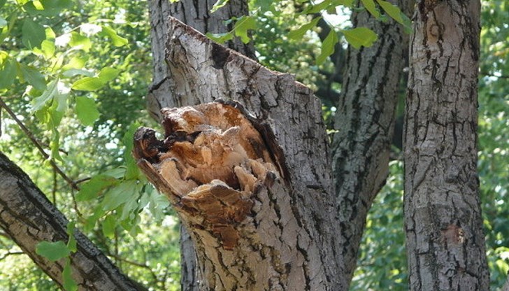 При рязане на липата, дървото се счупило и паднало върху жената