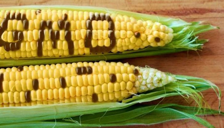 ГМО културите ще донесат печалба от 4 милиарда долара