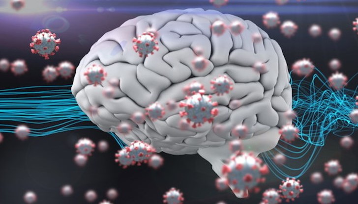 Американски учени откриха потенциалния път, по който коронавирусът стига до човешкия мозък
