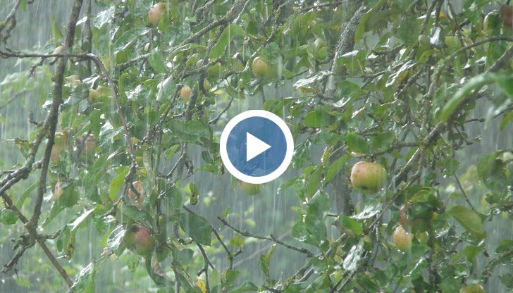 Пороят се е излял към 16:30 ч., като на моменти е бил придружен от ситна градушка