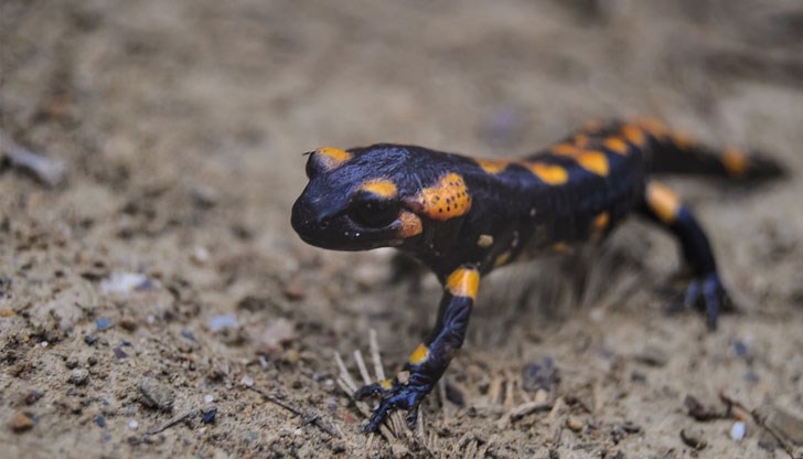 Истини и митове за тези амфибии