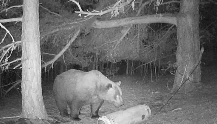 Все още няма разрешение за отстрел на мечката