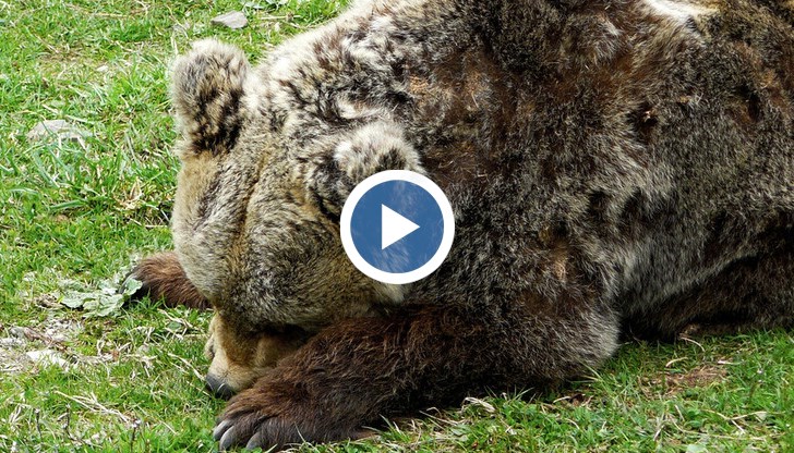 Причината - дивото животно било опасно за хората, заявиха от министерството