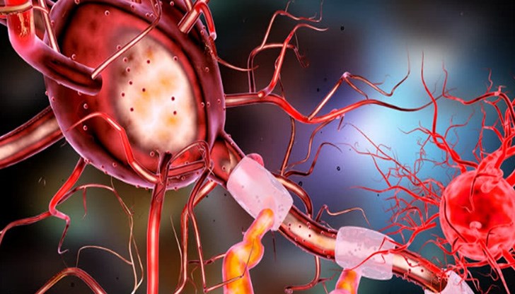 Те подпомагат образуването на нови нервни клетки в мозъка