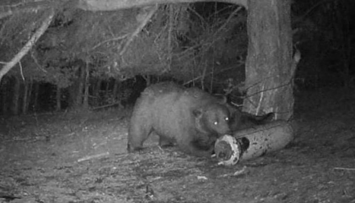 Животното не е засечено от нито един фотокапан