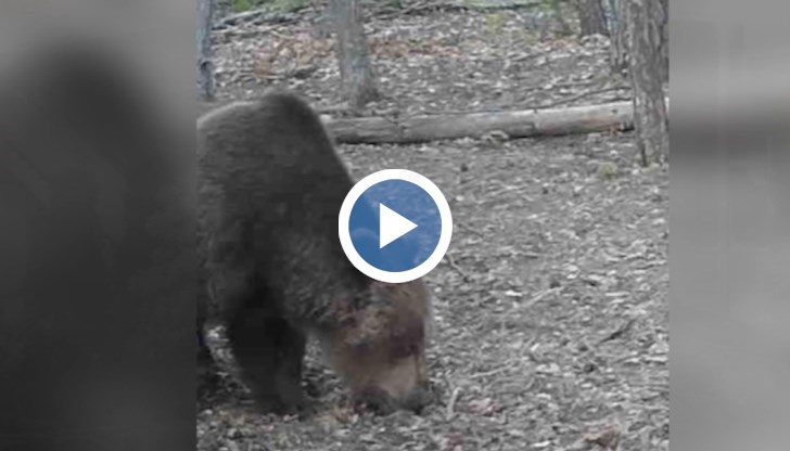 След нападението на жена в гората местната власт, в лицето на кмета, поиска отстрел на дивото животно, а хора подеха онлайн петиции в негова защита