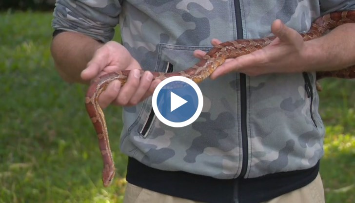 Всички змии на територията на България са защитени чрез Закона за биологичното разнообразие