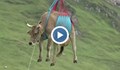 Превозват крави с хеликоптер в Швейцария