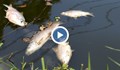 Тонове мъртва риба в язовир „Ивайловград”