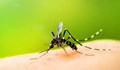 Как лесно да се справите с комарите