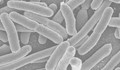 Извънредно издръжливи бактерии живеят в бетон