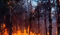 Пожарите у нас са изпепелили близо 16 хиляди декара гори
