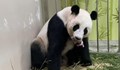 Зоопарк в Сингапур се похвали с ново бебе панда