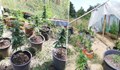 Варненец отглеждал марихуана във ферма за охлюви