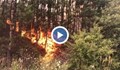 Пожарът край Перник обхвана 1000 декара гора