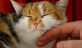 Мъркането на котките лекува!
