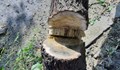 Отрязано дърво смаза дете в Монтанско