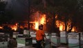 Мащабни пожари в Гърция се разгарят наново