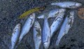 Стотици мъртви риби в румънски приток на река Дунав