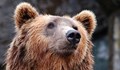 Убита мечка стана национален въпрос в Румъния