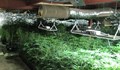 Разкриха високотехнологична наркооранжерия в Търговище