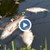 Тонове мъртва риба в язовир „Ивайловград”