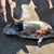 Мъртъв делфин изплува на плажа в Шабла