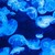 Бум на популацията на медузи в моретата на Гърция