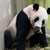 Зоопарк в Сингапур се похвали с ново бебе панда