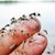 Отлага се пръскането срещу комари