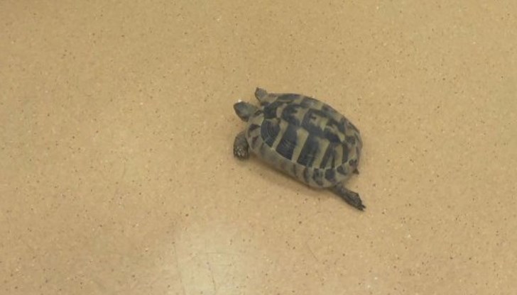 Когато хората вземат дива костенурка у дома, те не могат да й осигурят храната, с която обикновено се храни