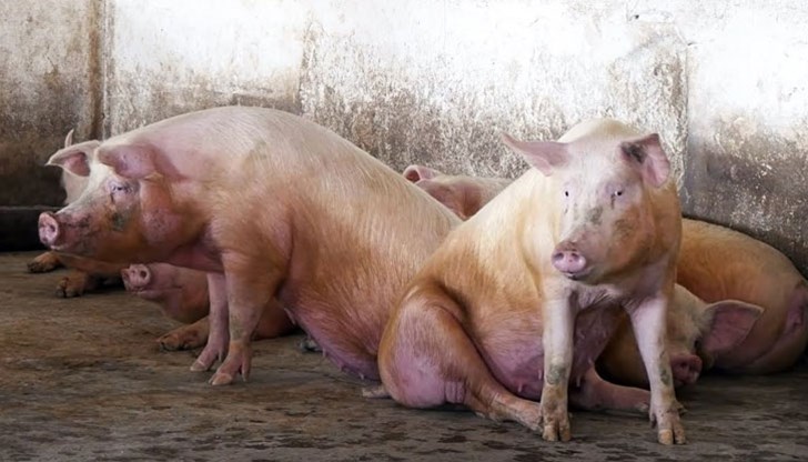 В засегнатия свинекомплекс се отглеждат близо 13 000 животни от различни възрастови категории