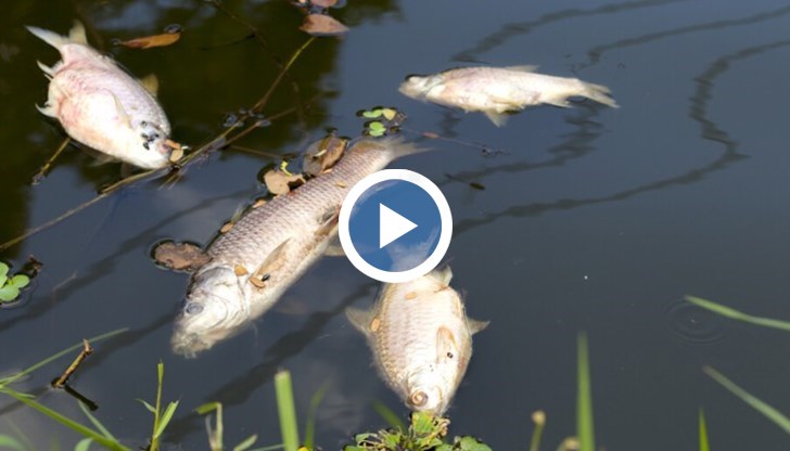 Има опасност от екологична катастрофа