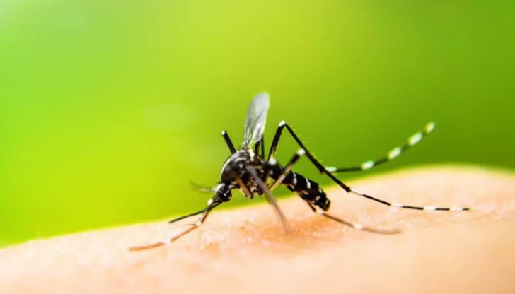 За да победите естествената миризма на тялото, която привлича комарите, можете да използвате етерични масла