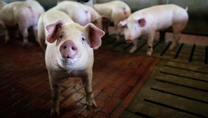 Ако държавата не се намеси, се очакват масови фалити в бранша