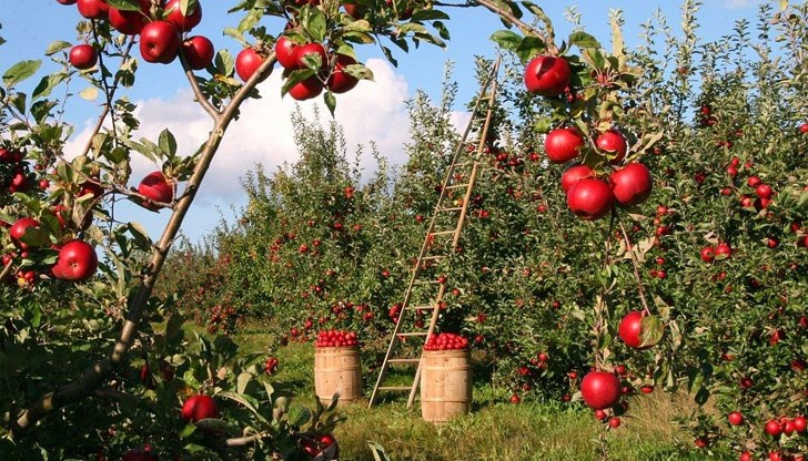 Лекар съветва да не изхвърляте ябълката, ако видите червей
