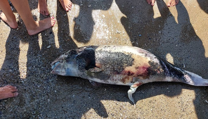 Тялото на животното е изплувало в Шабленската тузла