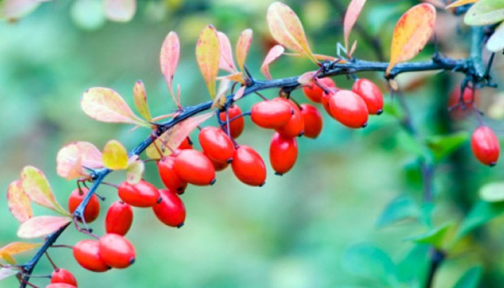 Дренките могат да лекуват заболявания на гърлото, анемия, морбили, бъбречно заболяване, диария и хемороиди Дренките могат да лекуват заболявания на гърлото, анемия, морбили, бъбречно заболяване, диария и хемороиди
