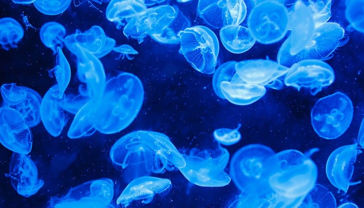Прекомерният риболов води до намаляване на естествените врагове на медузите и също така подпомага увеличаването на тяхната популация