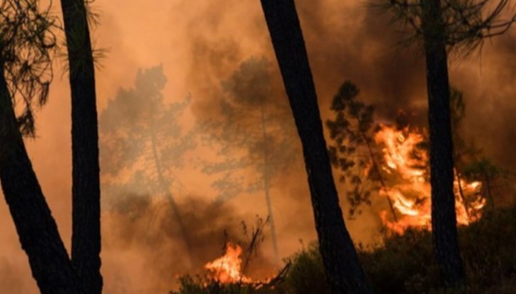 Огънят е лумнал високо в планината, на много стръмно място, обясни директорът на Югозападното държавно предприятие