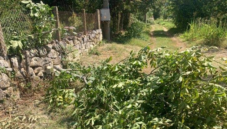 Тази масова сеч под електрическата мрежа трябва да спре Тази масова сеч под електрическата мрежа трябва да спре