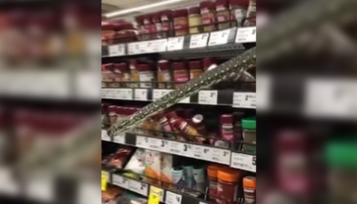 Размерът на питона е впечатляващ и би изплашил и най-смелите посетители