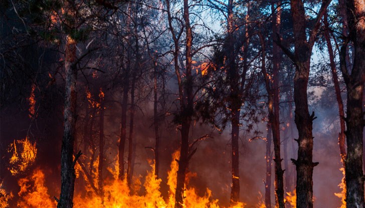 От началото на годината в горски територии са възникнали 219 пожара