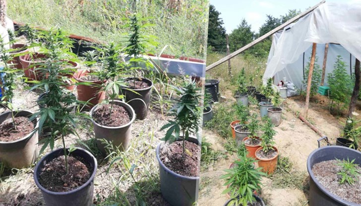 Варненски криминалисти разкриха оранжерия за марихуана във ферма за охлюви