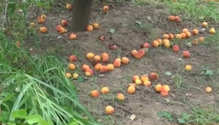 Стопаните се радват на невиждана реколта и на високи изкупни цени, но голяма част от плода вече гние на земята Стопаните се радват на невиждана реколта и на високи изкупни цени, но голяма част от плода вече гние на земята