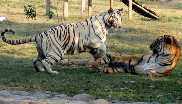 Според китайския зодиак, 2022 г. е Годината на Водния тигър