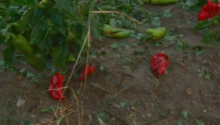 Продукцията на хората не е застрахована и те не знаят какво ще правят оттук нататък