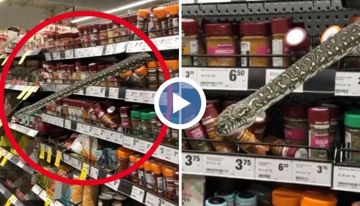 Змията се появила от щанда за подправки